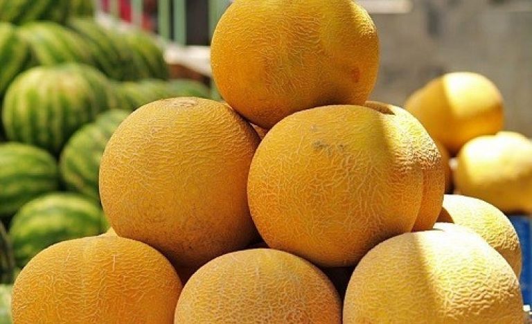 Дыня Колхозница. Овощ или фрукт?