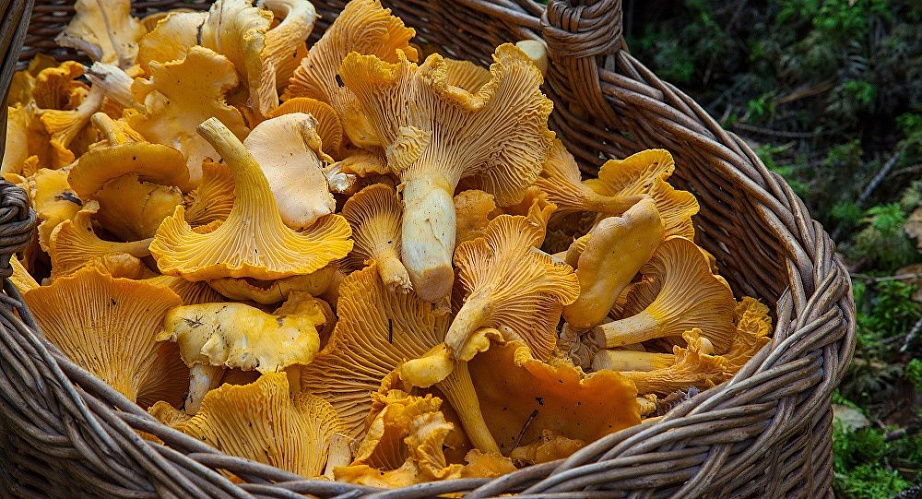 И зимой бы съел грибок, да снег глубок…